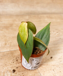 Philodendron Burle Marx Fantasy 001