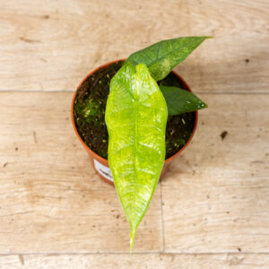 Alocasia sulawesi green carpet variegata 002