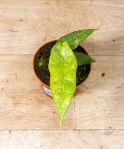 Alocasia sulawesi green carpet variegata 002