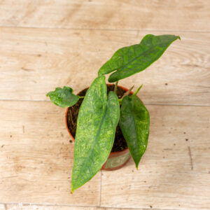 Alocasia sulawesi green carpet variegata 003