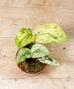 Epipremnum jade satin marble 002