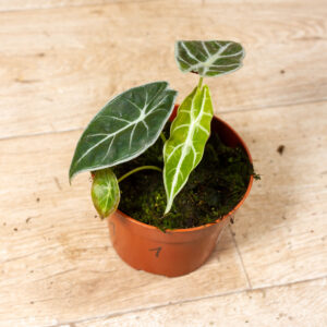 Alocasia watsoniana lightning 001