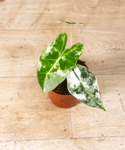 Alocasia frydek variegata 006
