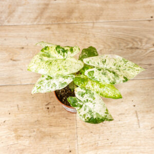 Alocasia odora batik 001