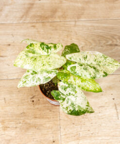 Alocasia odora batik 001