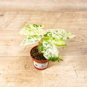 Alocasia odora batik 002
