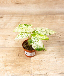 Alocasia odora batik 002