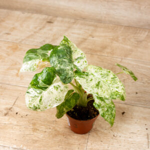 Alocasia odora batik 003