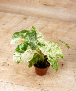 Alocasia odora batik 003