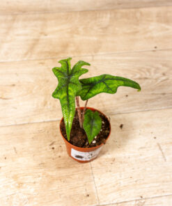 Alocasia jacklyn S
