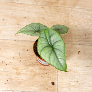 Alocasia platinum 003