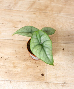Alocasia platinum 003