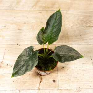 Alocasia antoro velvet 001