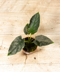 Alocasia antoro velvet 001