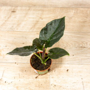 Alocasia antoro velvet 002