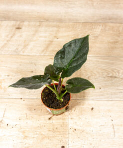 Alocasia antoro velvet 002
