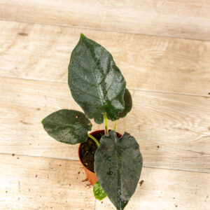 Alocasia antoro velvet 003