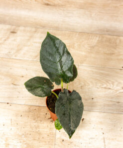 Alocasia antoro velvet 003