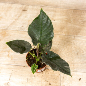 Alocasia antoro velvet 004