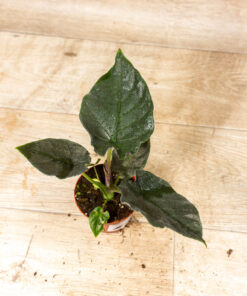Alocasia antoro velvet 004