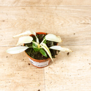 Philodendron florida ghost 003