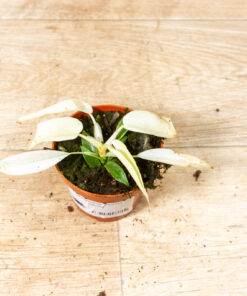 Philodendron florida ghost 003