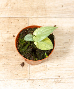 Amydrium medium silver variegata 003