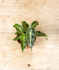 Alocasia polly aurea 005