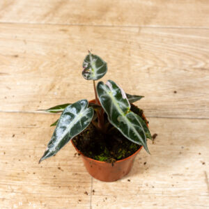 Alocasia bambino pink variegata 003