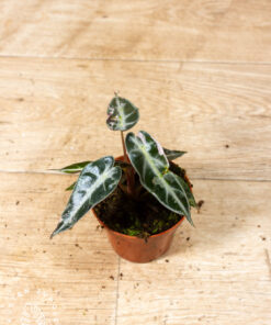 Alocasia bambino pink variegata 003