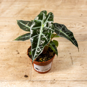 Alocasia polly variegata 003