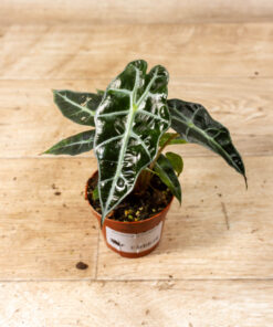 Alocasia polly variegata 003