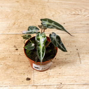 Alocasia bambino pink variegata 004