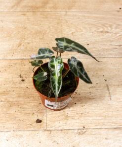 Alocasia bambino pink variegata 004
