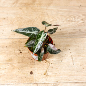 Alocasia bambino pink variegata 005