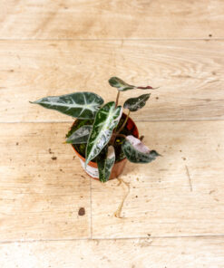 Alocasia bambino pink variegata 005