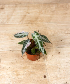 Alocasia bambino pink variegata 006