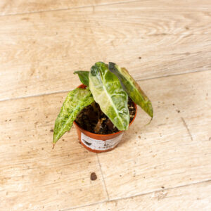 Alocasia polly aurea 006