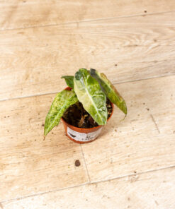 Alocasia polly aurea 006