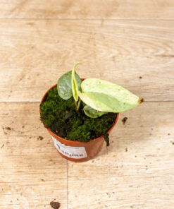 Amydrium medium silver variegata 004
