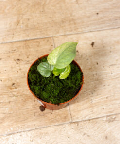 Amydrium medium silver variegata 005