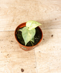 Amydrium medium silver variegata 006