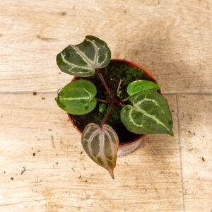 (Anthurium zara x michelle) X red crystallinum 001