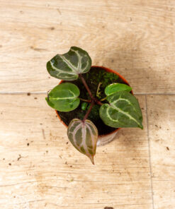 (Anthurium zara x michelle) X red crystallinum 001