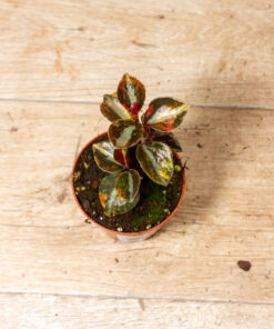 Peperomia Crème Brûlée 001