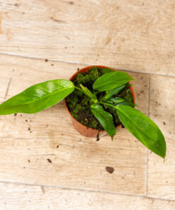 Philodendron patriciae 002