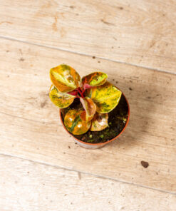 Peperomia Crème Brûlée 002