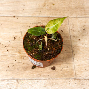 Alocasia polly aurea 007