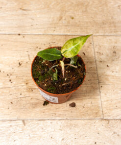 Alocasia polly aurea 007