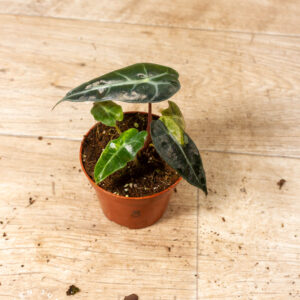 Alocasia polly aurea 008
